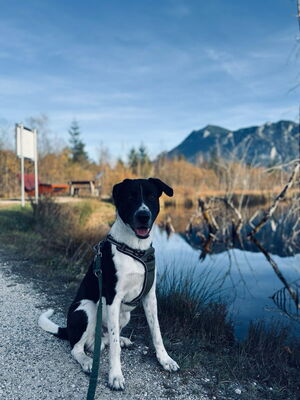 Hündin Santi, Saphira Security