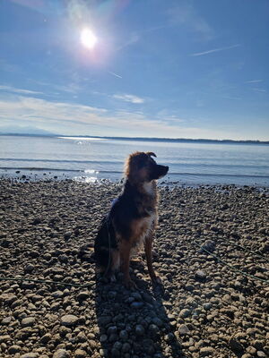 Hündin Lizzy, Saphira Security